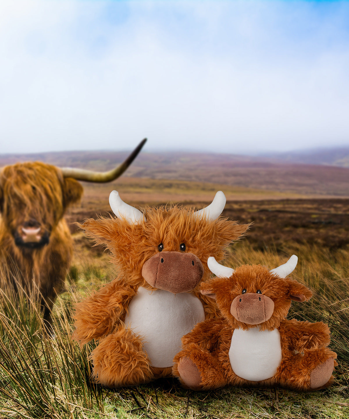 Hendrix the Highland Cow