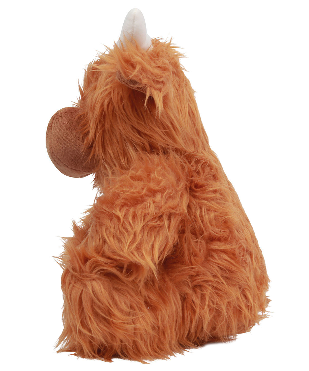 Hendrix the Highland Cow